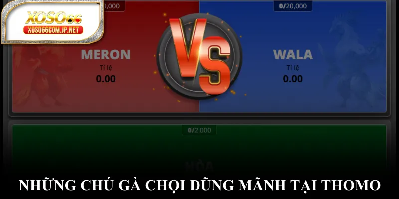 Những chú gà chọi dũng mãnh tại Thomo