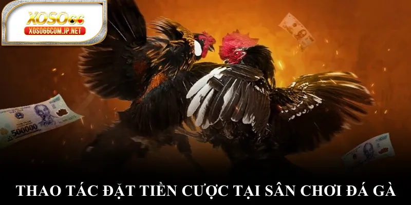 Thao tác đặt tiền cược tại sân chơi đá gà Thao tác đặt tiền cược tại sân chơi đá gà