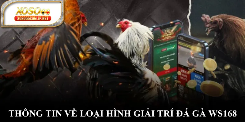 Thông tin về loại hình giải trí đá gà WS168 Thông tin về loại hình giải trí đá gà WS168